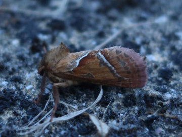 Triodia sylvina 