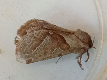 Triodia sylvina 