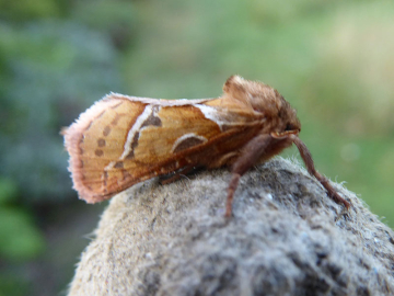 Triodia sylvina 