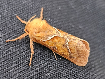 Triodia sylvina 