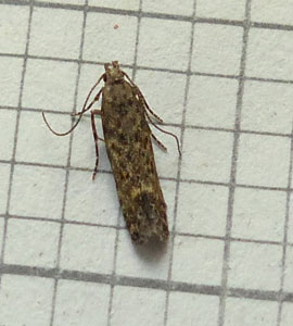 Tuta absoluta 