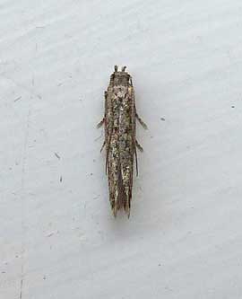 Tuta absoluta 