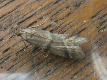 Vitula biviella 