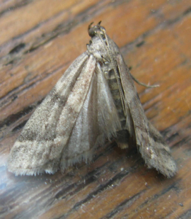 Vitula biviella 