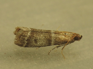Vitula biviella 