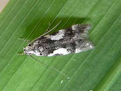 Teleiodes luculella 