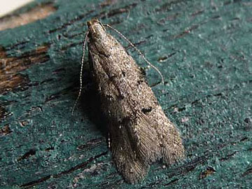 Teleiodes vulgella 