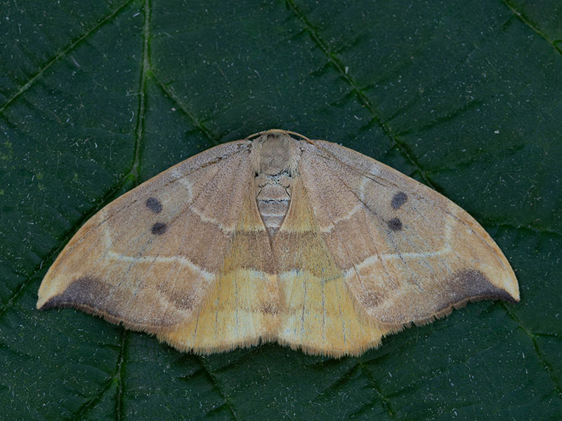 Watsonalla binaria 