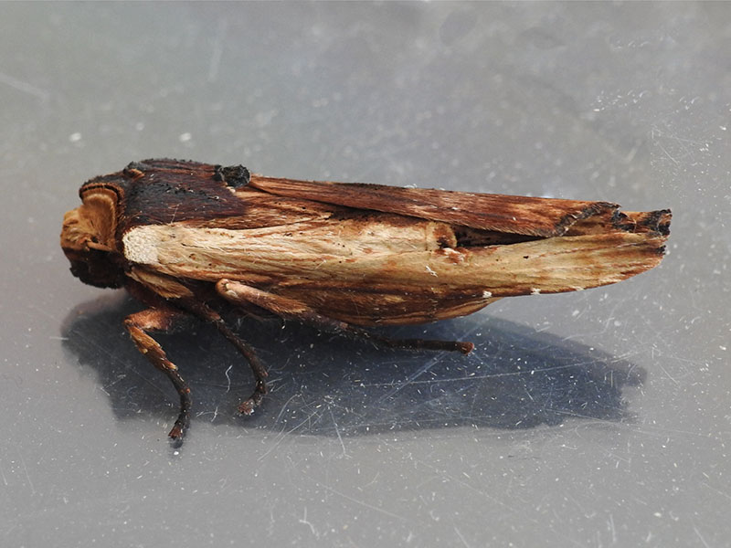 Xylena vetusta 