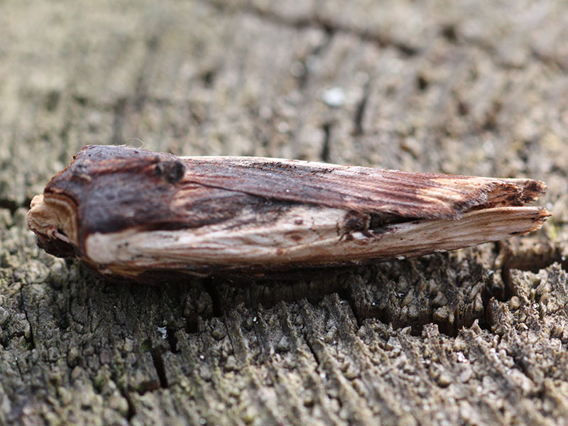 Xylena vetusta 