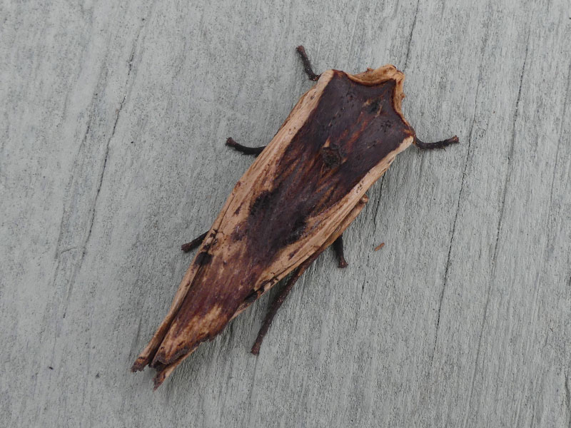 Xylena vetusta 