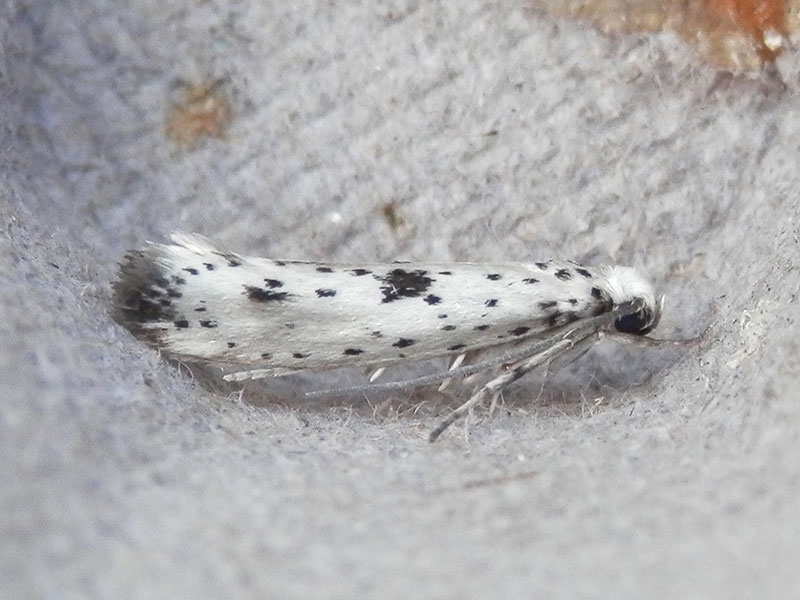 Yponomeuta plumbella 