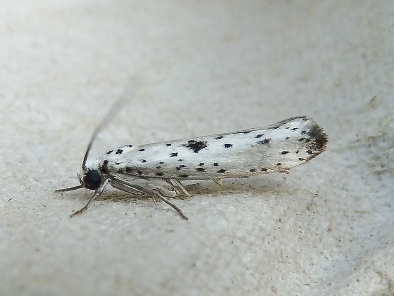 Yponomeuta plumbella 