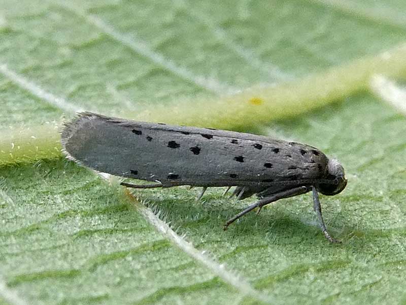 Yponomeuta sedella 