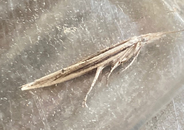 Ypsolopha mucronella 