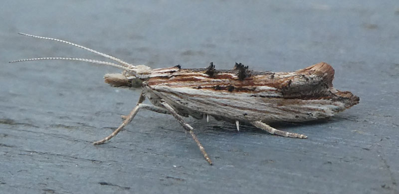 Ypsolopha scabrella 