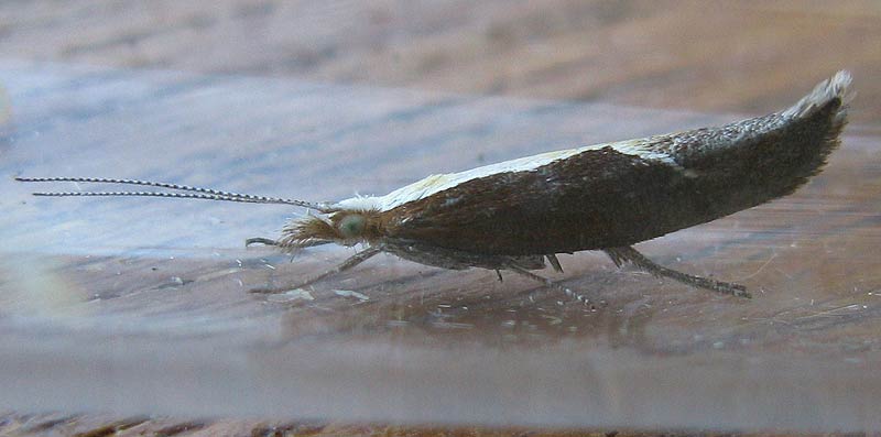 Ypsolopha dentella 