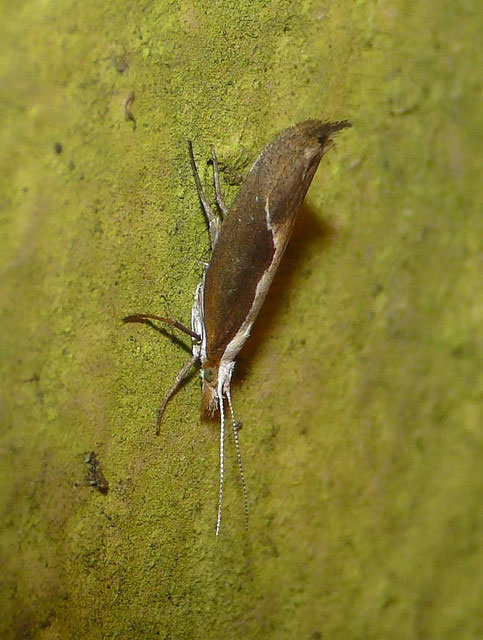 Ypsolopha dentella 