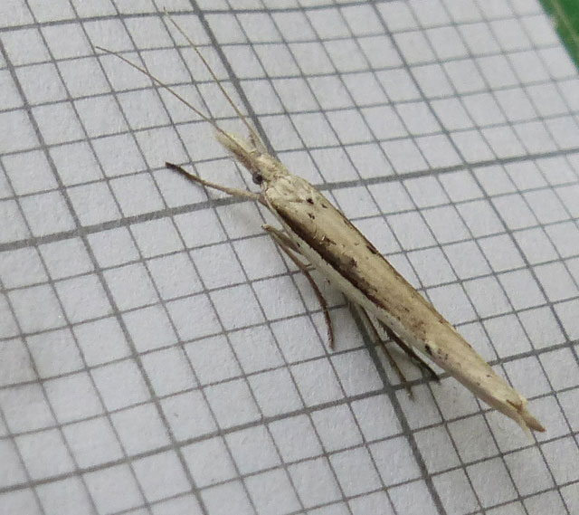 Ypsolopha mucronella 