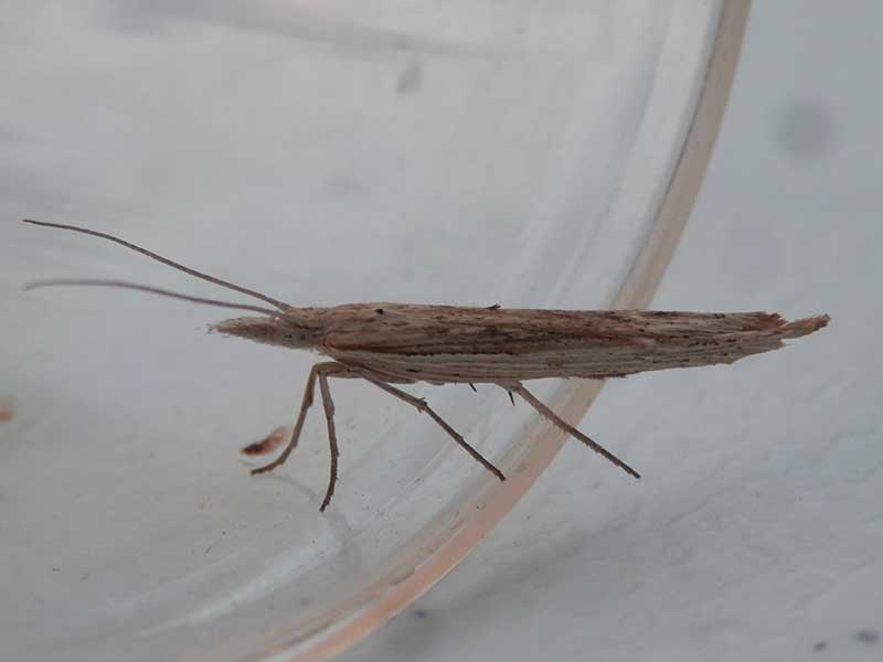 Ypsolopha mucronella 