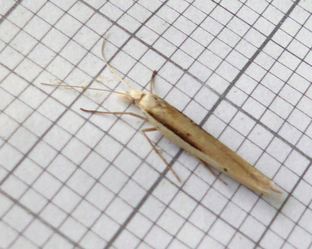 Ypsolopha mucronella 