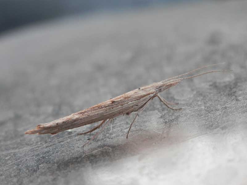 Ypsolopha mucronella 