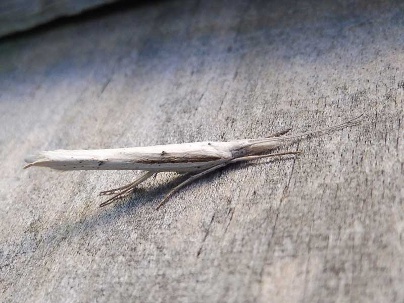 Ypsolopha mucronella 