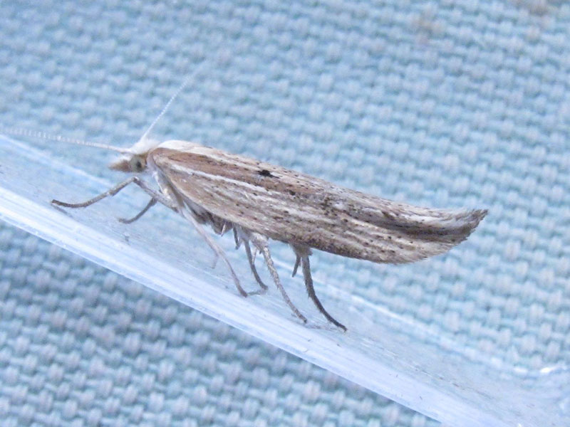 Ypsolopha nemorella 