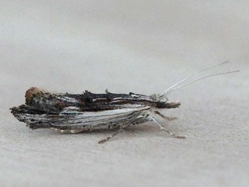 Ypsolopha scabrella 