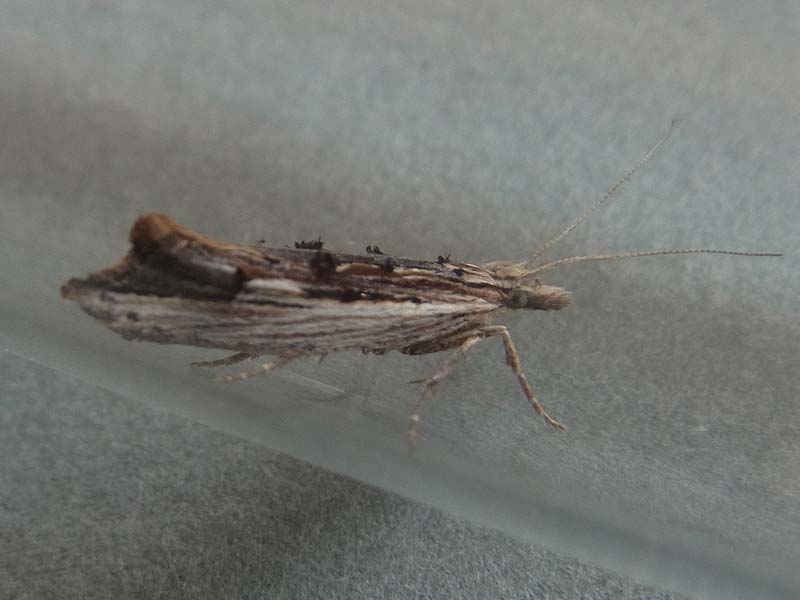 Ypsolopha scabrella 