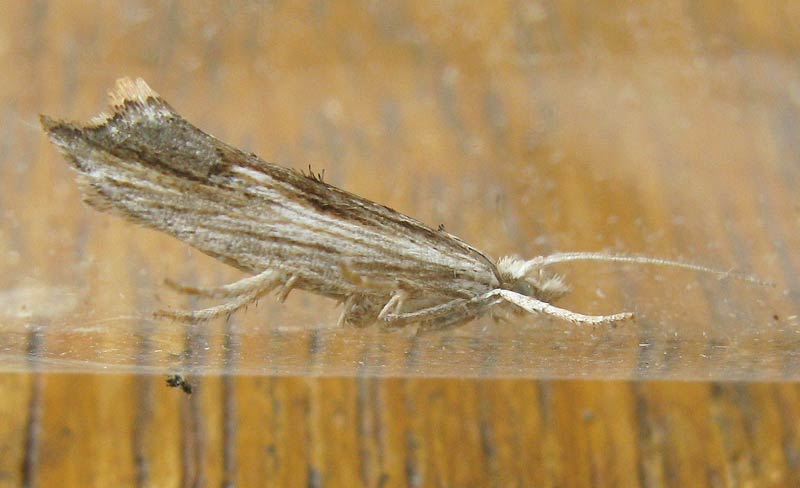 Ypsolopha scabrella 