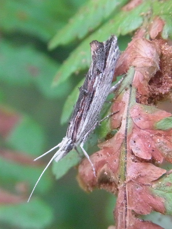 Ypsolopha scabrella 