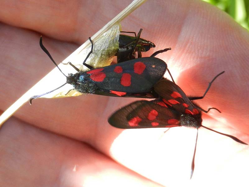 Zygaena lonicerae 