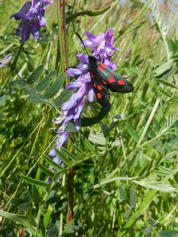 Zygaena lonicerae 