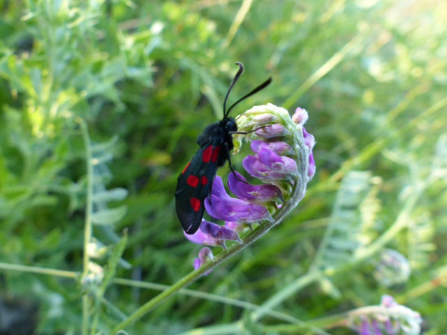 Zygaena lonicerae 