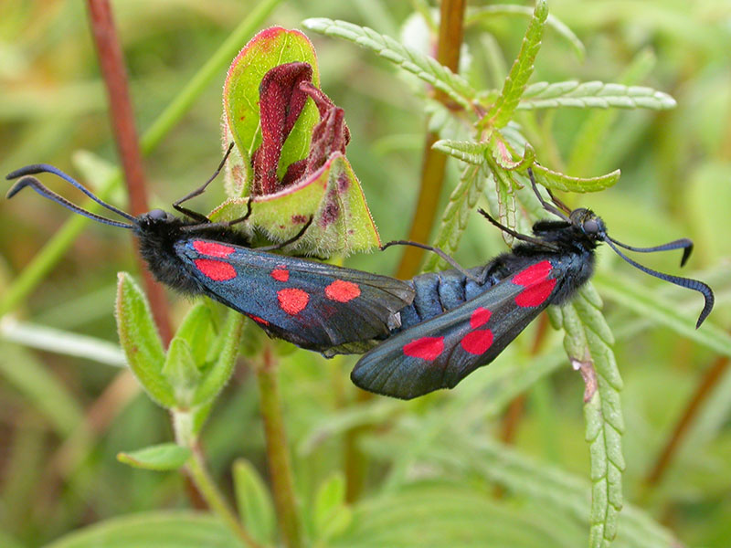 Zygaena trifolii 