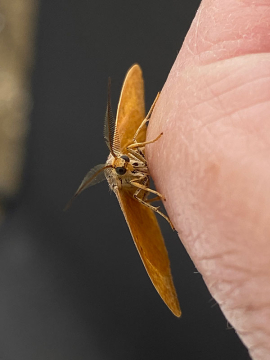 Watsonalla binaria 