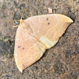Watsonalla binaria 
