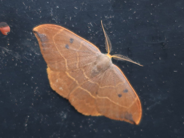 Watsonalla binaria 