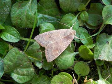 Cirrhia ocellaris 