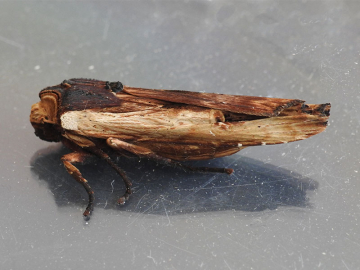 Xylena vetusta 