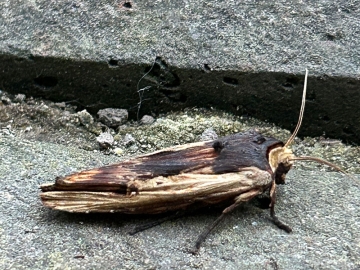 Xylena vetusta 