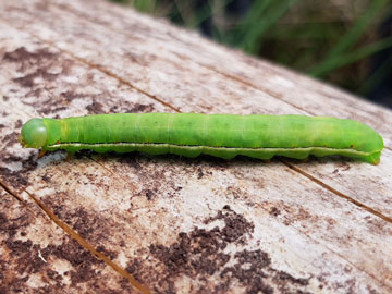 Xylena vetusta 