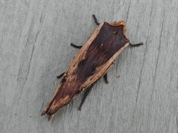 Xylena vetusta 