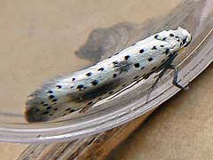 Yponomeuta irrorella 