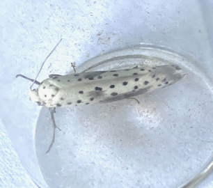 Yponomeuta irrorella 
