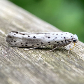 Yponomeuta irrorella 