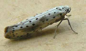 Yponomeuta irrorella 