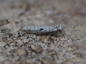 Yponomeuta plumbella 