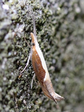 Ypsolopha dentella 